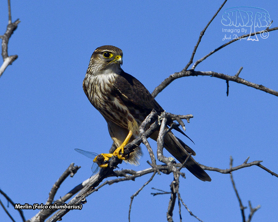 Merlin - Falco columbarius
