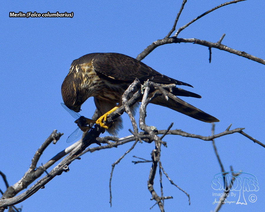 Merlin - Falco columbarius