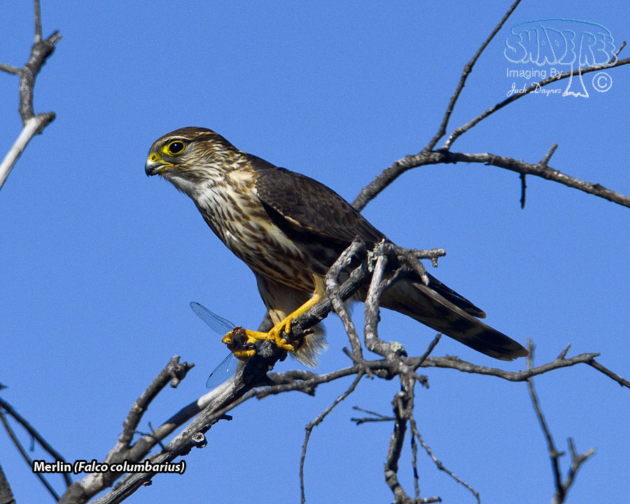 Merlin - Falco columbarius