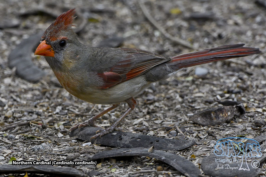 Northern Cardinal - Cardinalis cardinalis