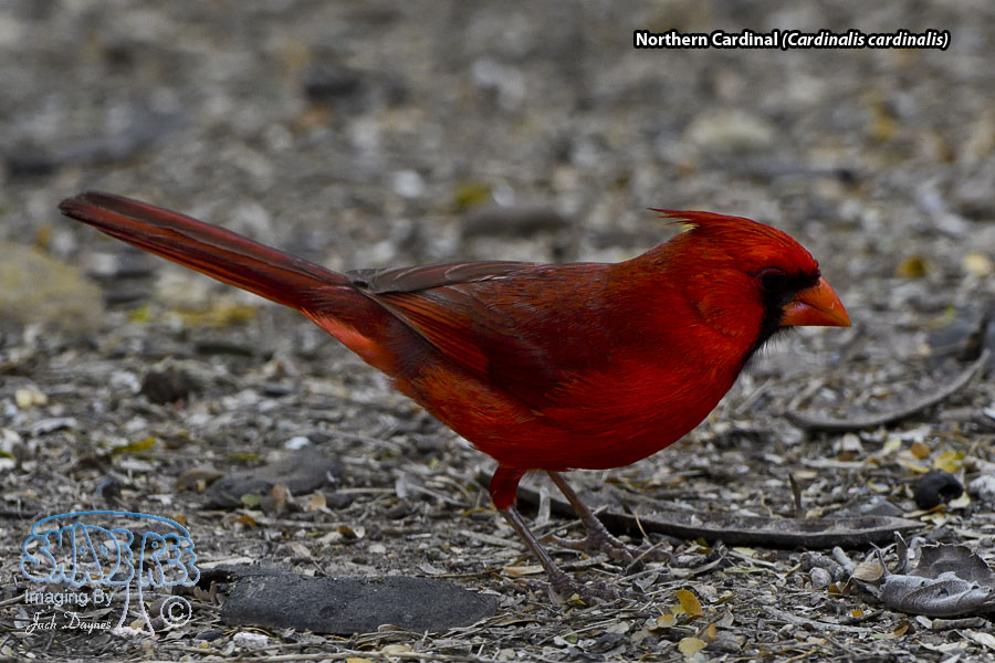 Northern Cardinal - Cardinalis cardinalis