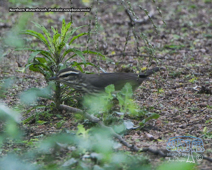 Northern Waterthrush - Parkesia noveboracensis