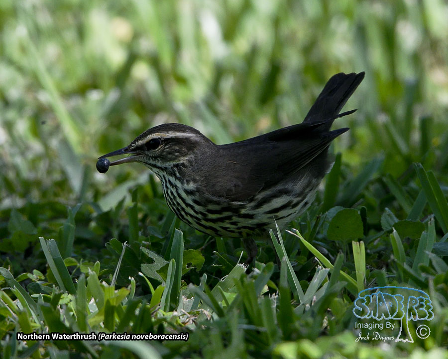 Northern Waterthrush - Parkesia noveboracensis