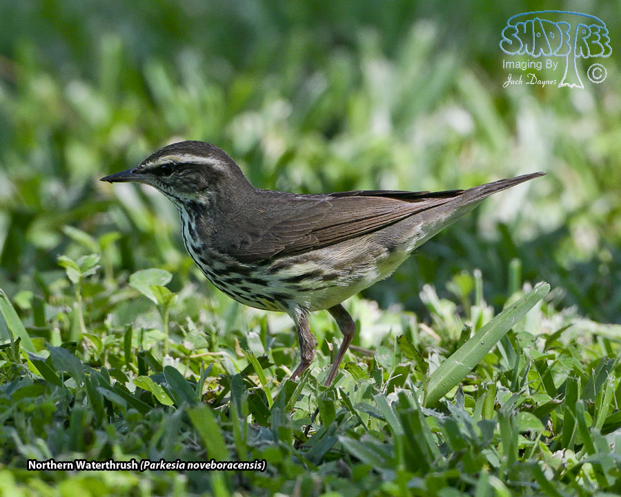 Northern Waterthrush - Parkesia noveboracensis