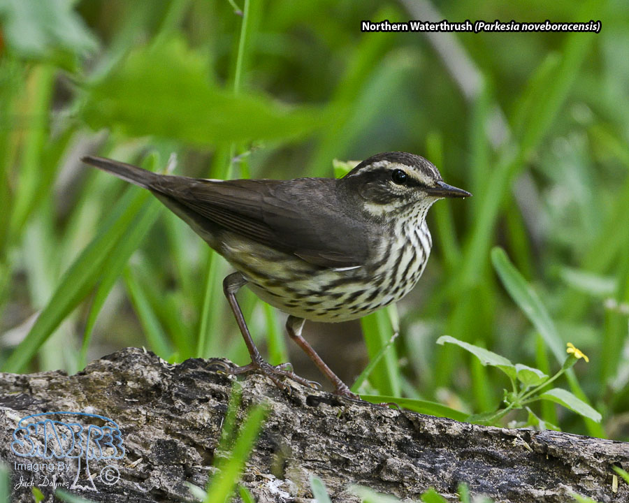 Northern Waterthrush - Parkesia noveboracensis