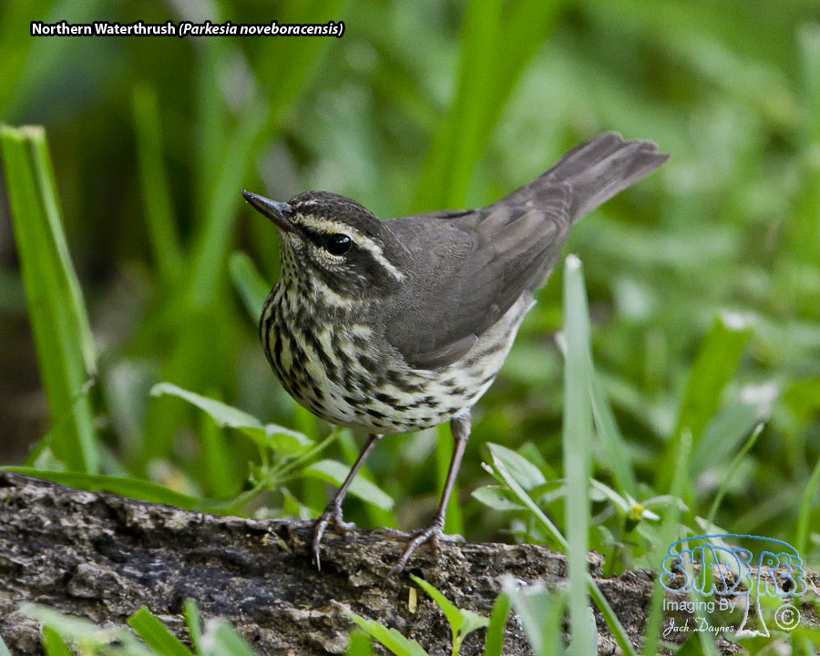 Northern Waterthrush - Parkesia noveboracensis
