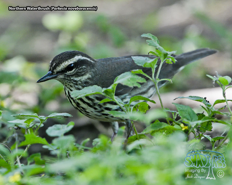 Northern Waterthrush - Parkesia noveboracensis