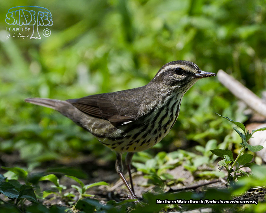 Northern Waterthrush - Parkesia noveboracensis
