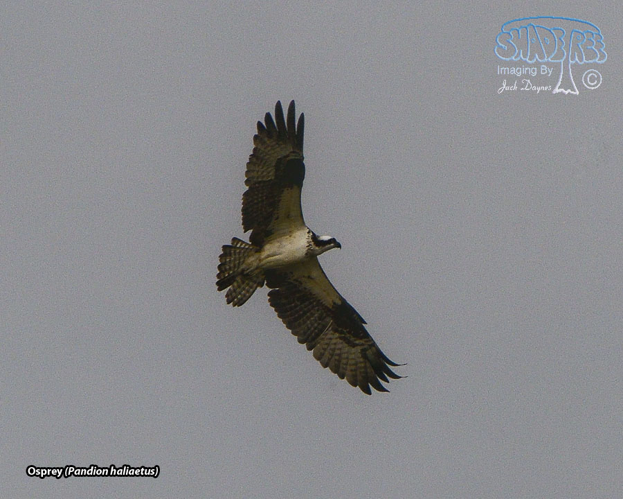 Osprey - Pandion haliaetus