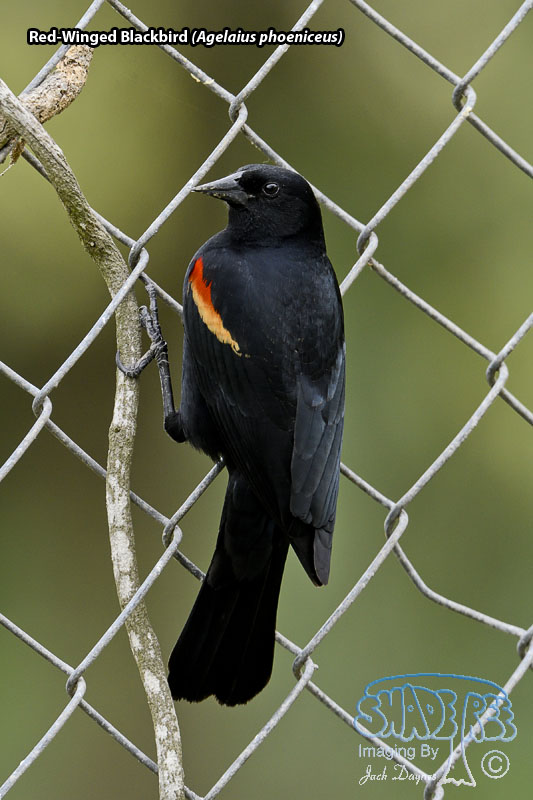 Red-Winged Blackbird - Agelaius phoeniceus