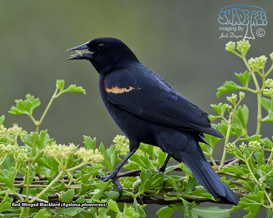Red-Winged Blackbird - Agelaius phoeniceus