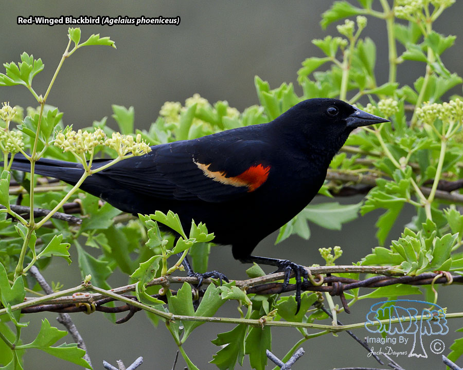 Red-Winged Blackbird - Agelaius phoeniceus