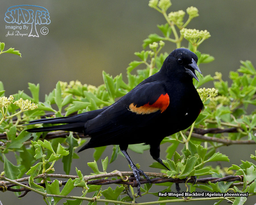 Red-Winged Blackbird - Agelaius phoeniceus