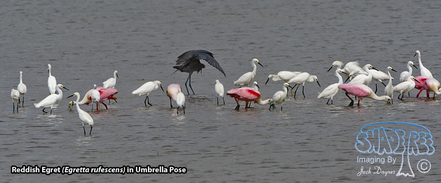 Reddish Egret - Egretta rufescens