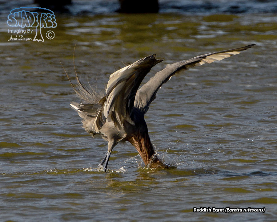 Reddish Egret - Egretta rufescens