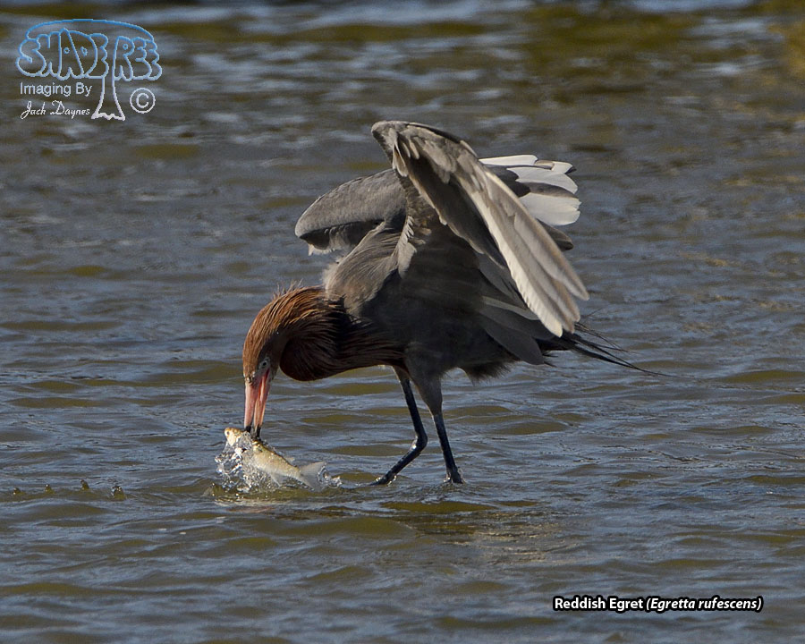 Reddish Egret - Egretta rufescens