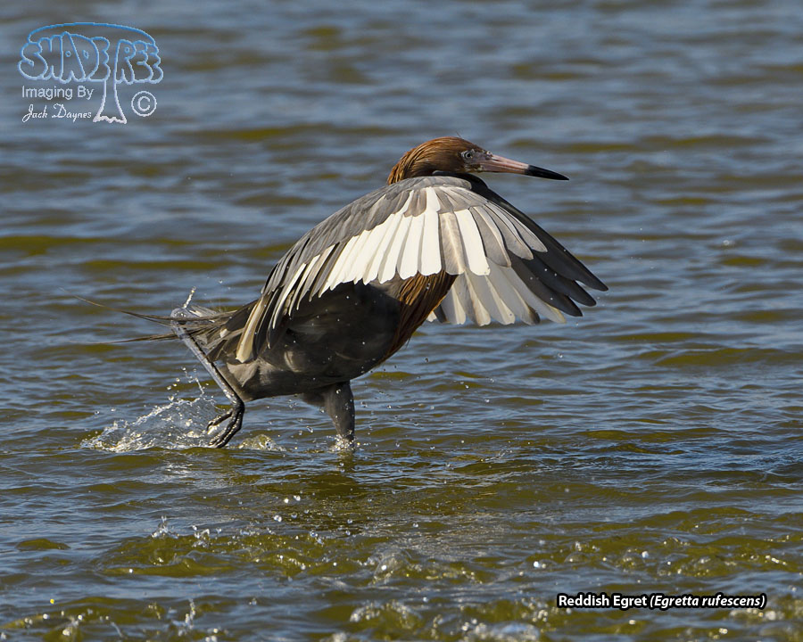 Reddish Egret - Egretta rufescens