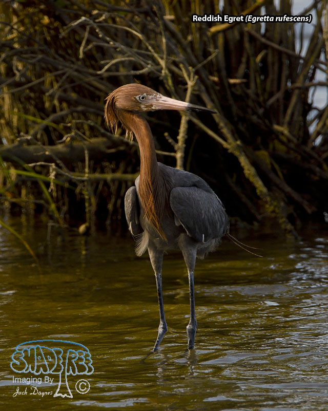 Reddish Egret - Egretta rufescens
