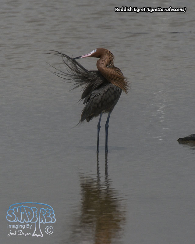 Reddish Egret - Egretta rufescens