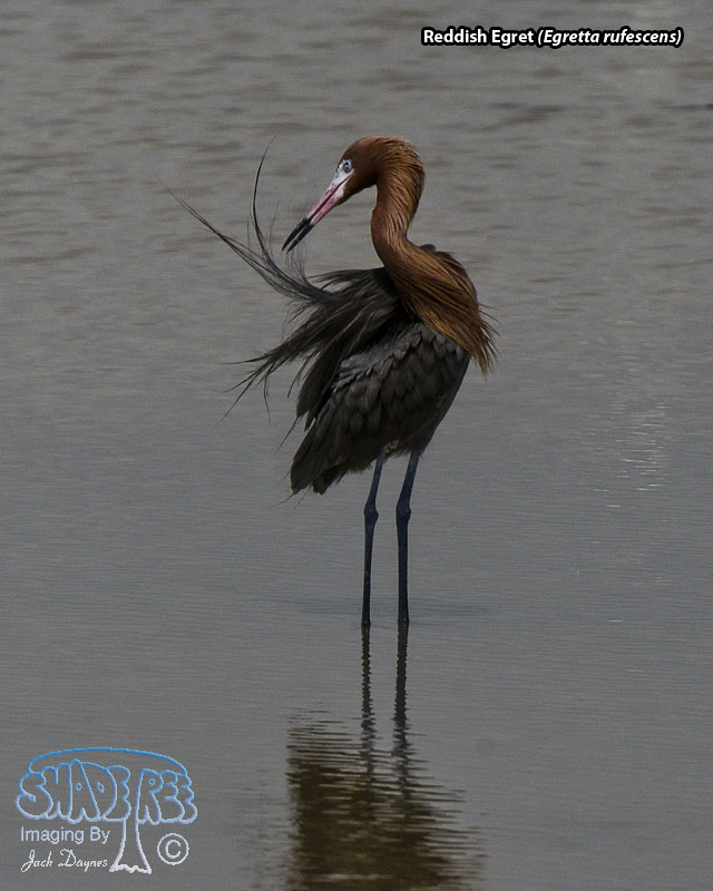 Reddish Egret - Egretta rufescens