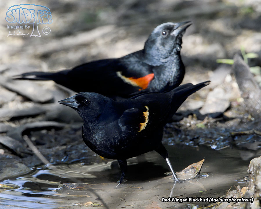 Red-Winged Blackbird - Agelaius phoeniceus