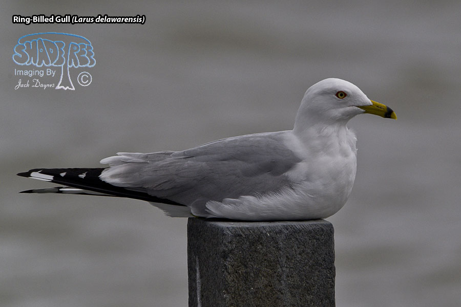Ring-Billed Gull - Larus delawarensis