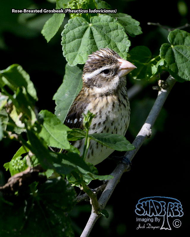 Rose-Breasted Grosbeak - Pheucticus ludovicianus