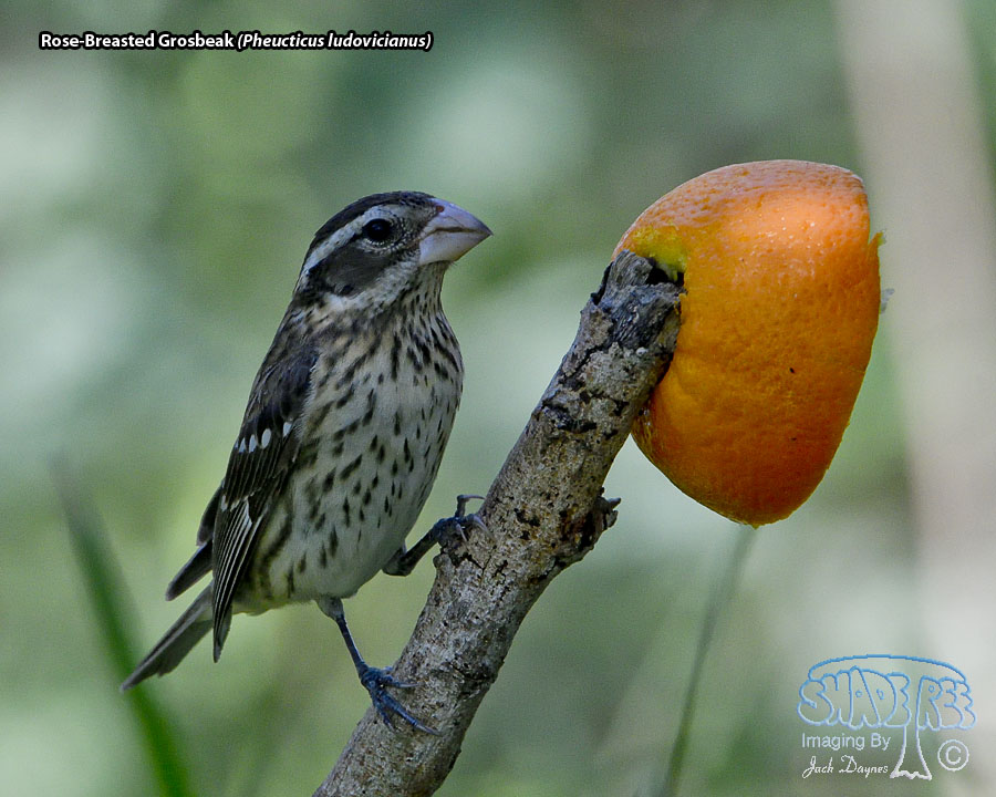 Rose-Breasted Grosbeak - Pheucticus ludovicianus