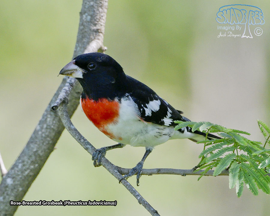 Rose-Breasted Grosbeak - Pheucticus ludovicianus