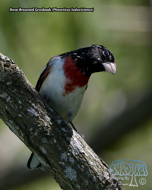 Rose-Breasted Grosbeak - Pheucticus ludovicianus