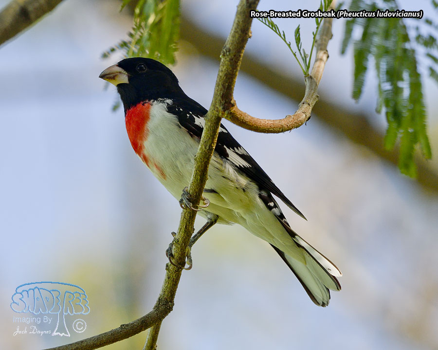 Rose-Breasted Grosbeak - Pheucticus ludovicianus