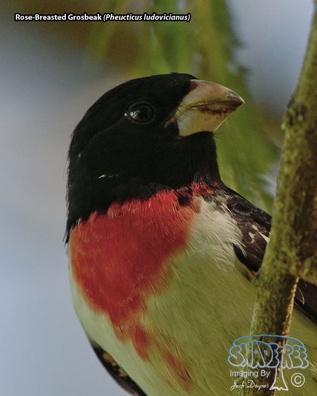 Rose-Breasted Grosbeak - Pheucticus ludovicianus
