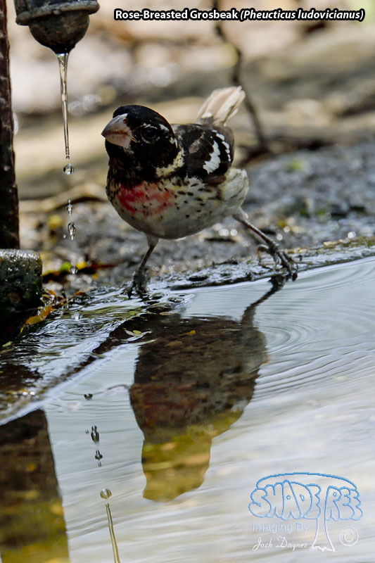 Rose-Breasted Grosbeak - Pheucticus ludovicianus