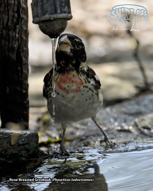 Rose-Breasted Grosbeak - Pheucticus ludovicianus