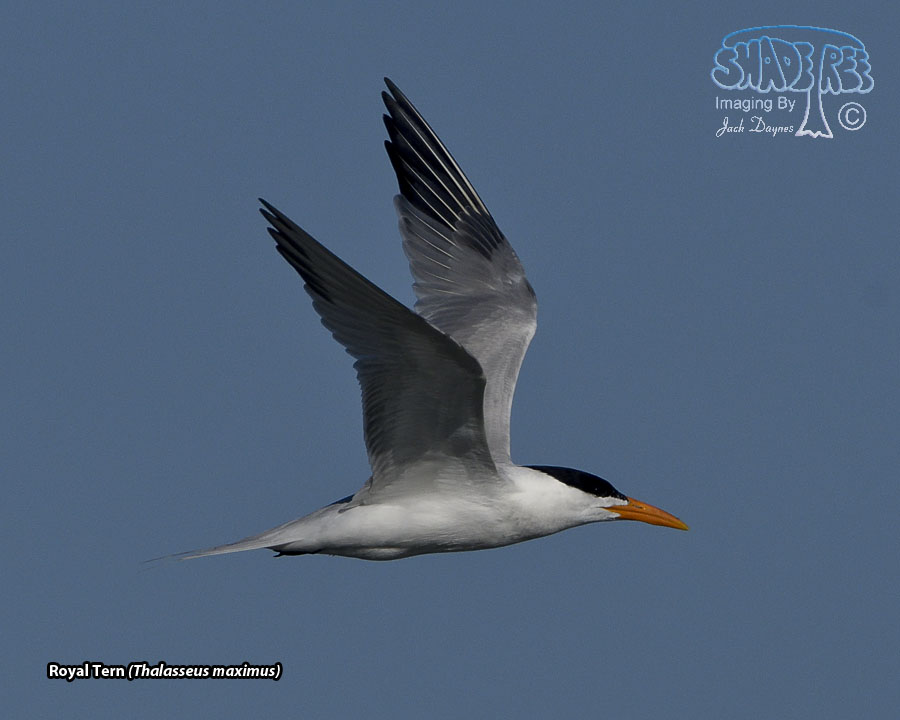 Royal Tern - Thalasseus maximus