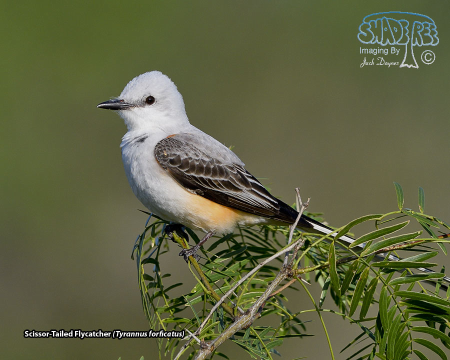 Scissor-Tailed Flycatcher - Tyrannus forficatus