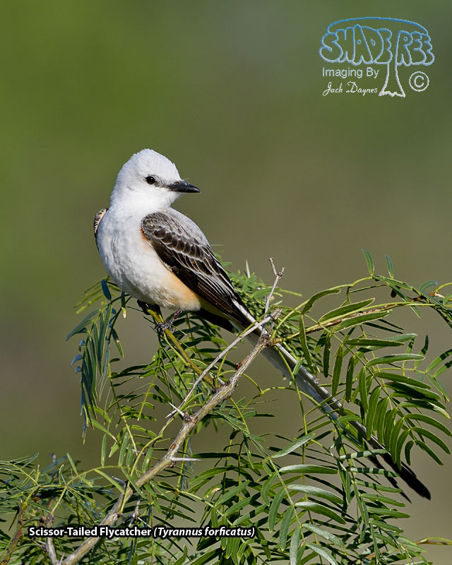 Scissor-Tailed Flycatcher - Tyrannus forficatus