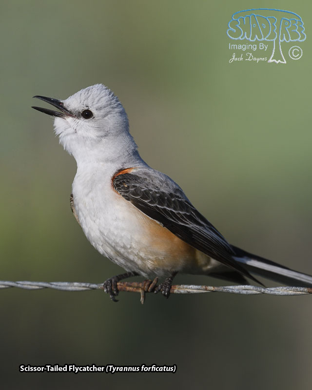 Scissor-Tailed Flycatcher - Tyrannus forficatus