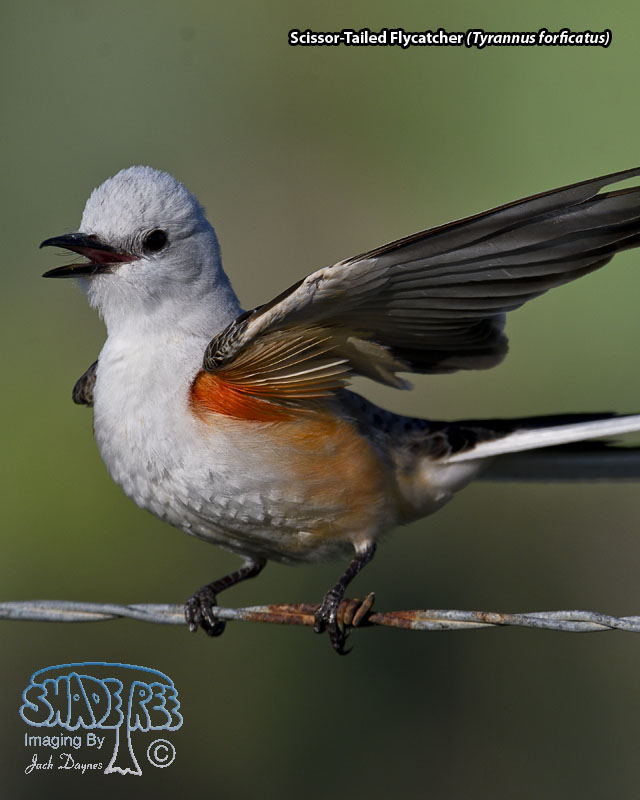 Scissor-Tailed Flycatcher - Tyrannus forficatus