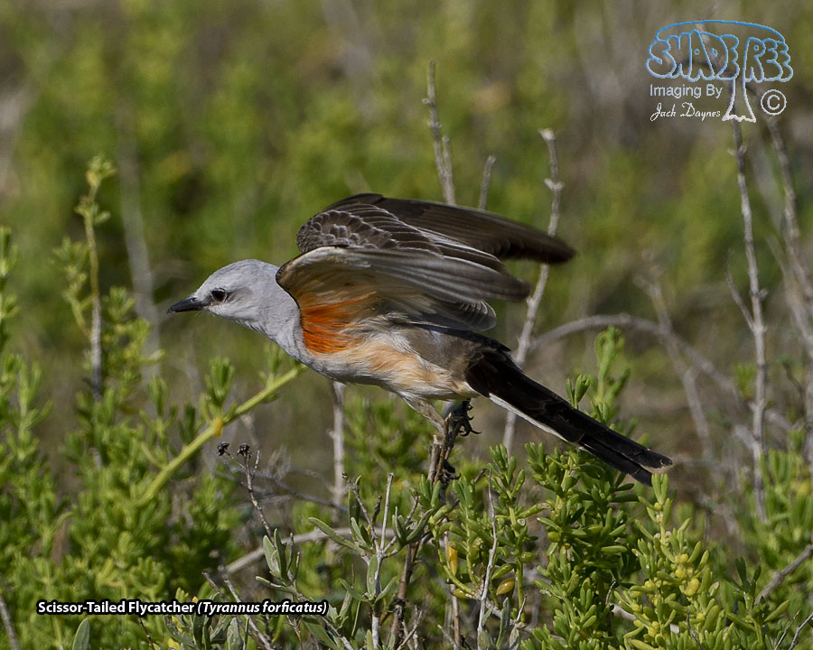 Scissor-Tailed Flycatcher - Tyrannus forficatus