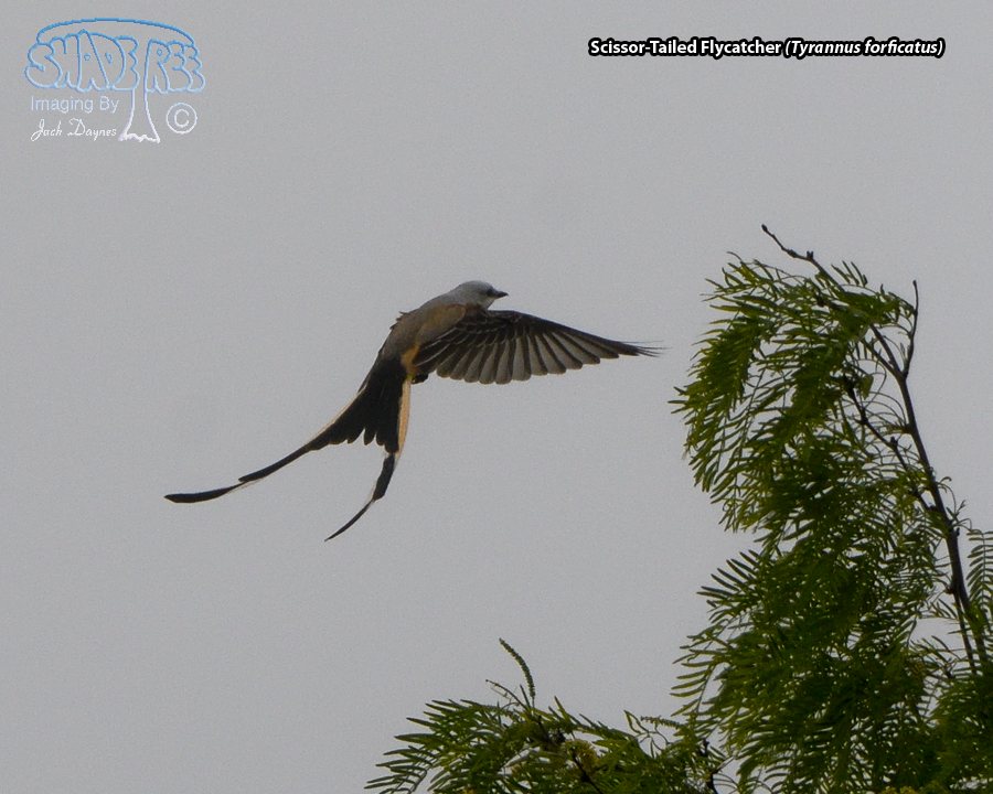Scissor-Tailed Flycatcher - Tyrannus forficatus