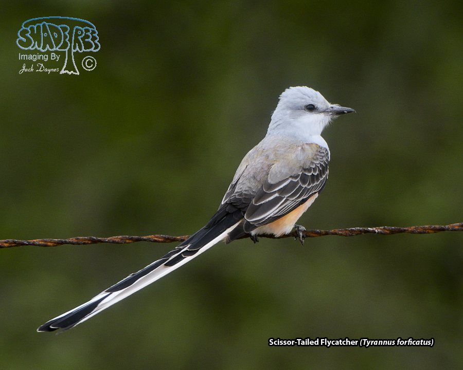 Scissor-Tailed Flycatcher - Tyrannus forficatus