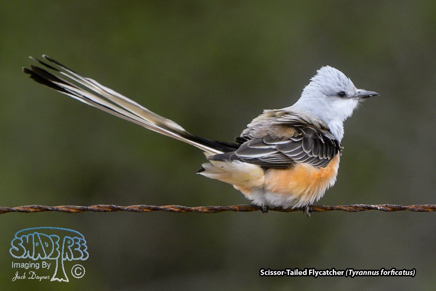 Scissor-Tailed Flycatcher - Tyrannus forficatus