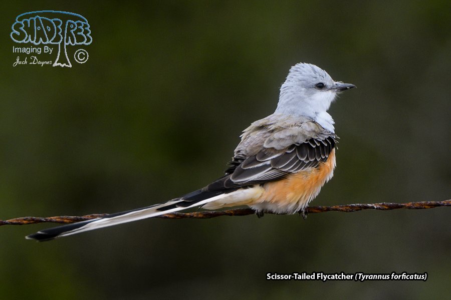 Scissor-Tailed Flycatcher - Tyrannus forficatus