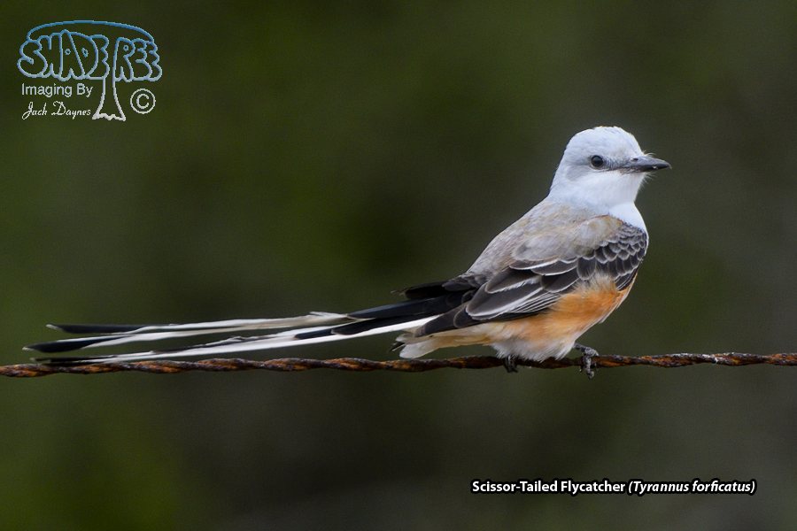 Scissor-Tailed Flycatcher - Tyrannus forficatus