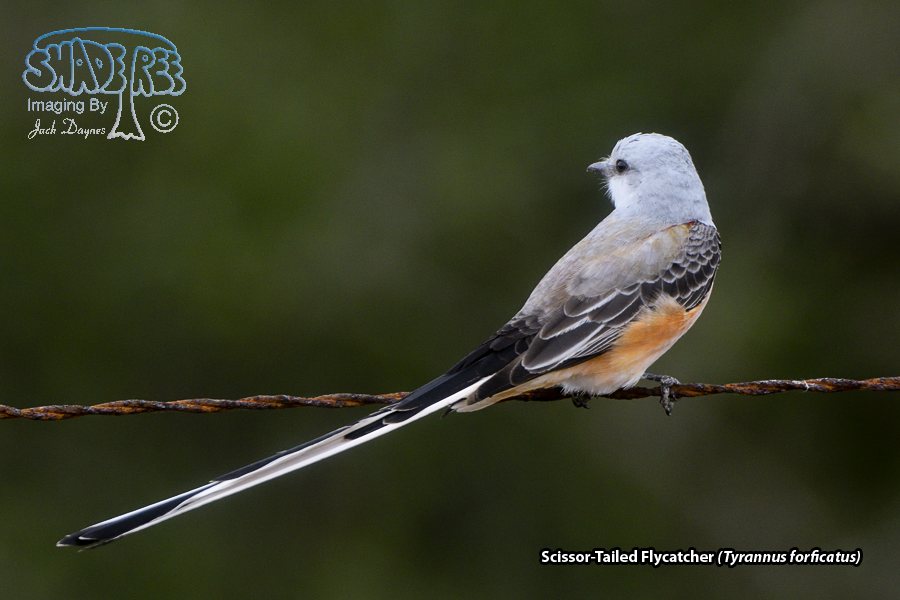 Scissor-Tailed Flycatcher - Tyrannus forficatus
