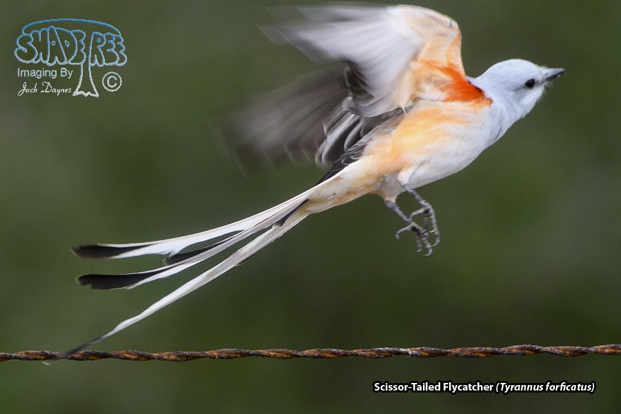 Scissor-Tailed Flycatcher - Tyrannus forficatus