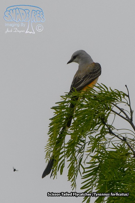 Scissor-Tailed Flycatcher - Tyrannus forficatus