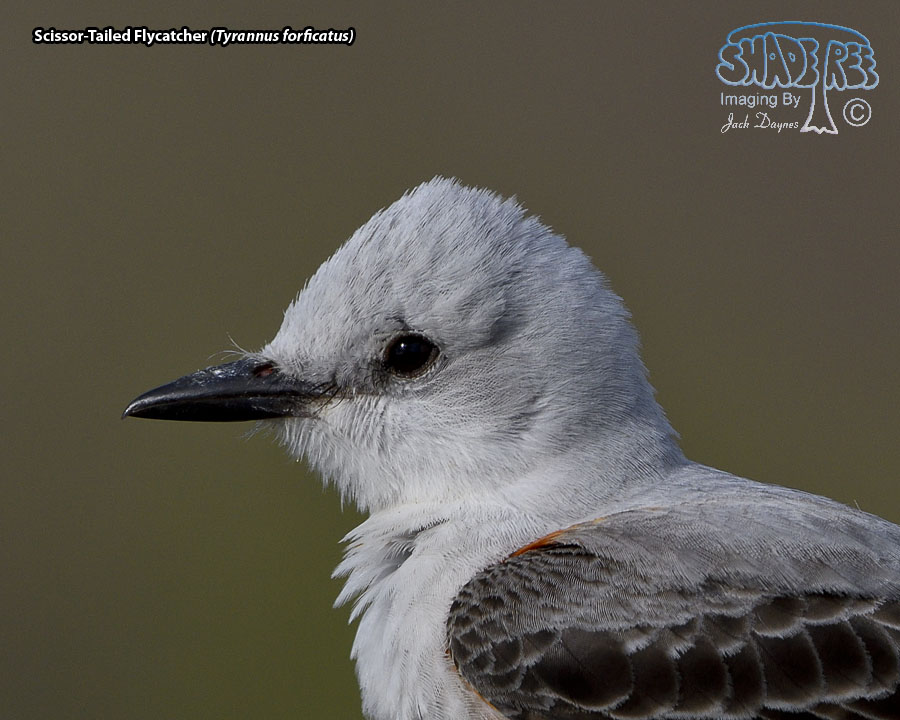 Scissor-Tailed Flycatcher - Tyrannus forficatus