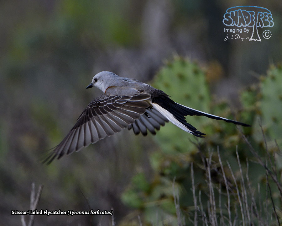 Scissor-Tailed Flycatcher - Tyrannus forficatus